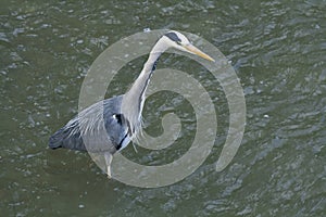 Great gray heron hunting.