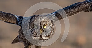 Great Gray Owl