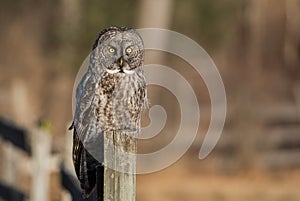 Great Gray Owl