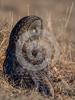 Great Gray Owl