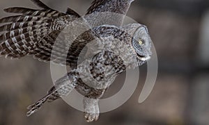 Great Gray Owl