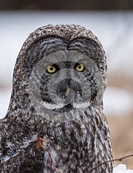 Great Gray Owl