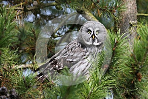 Great gray owl photo