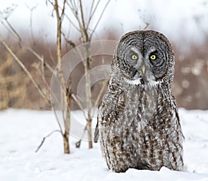 Great gray owl