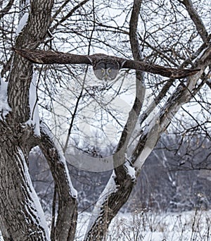 Great gray owl