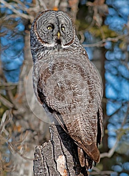 Great Gray Owl