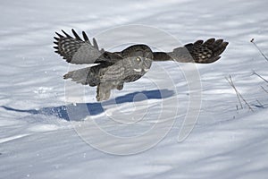 Great gray owl