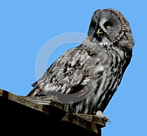 Great Gray Owl