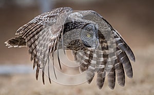 Great Gray Owl