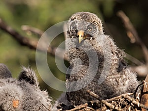 Great gray owl baby