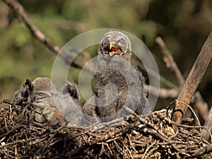 Great gray owl baby