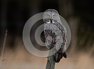 Great Gray Owl in Canada