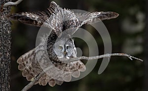 Great Gray Owl in Canada