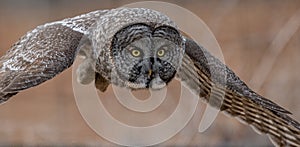 Great Gray Owl in Canada