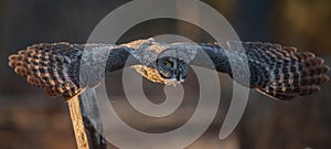 Great Gray Owl in Canada