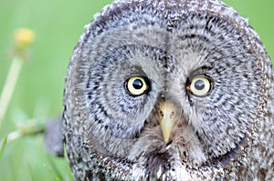 Great Gray Owl close up Face portrait