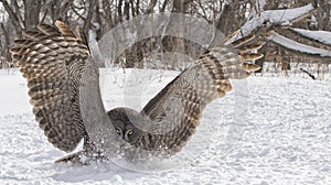 Great gray owl close up