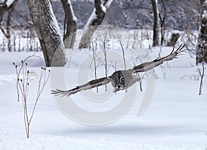 Great gray owl in flight