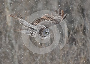 Great Gray Owl in flight in a snowy rain