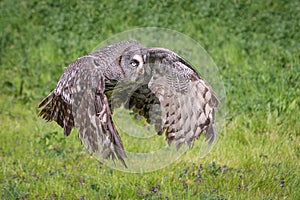 Great gray owl flying