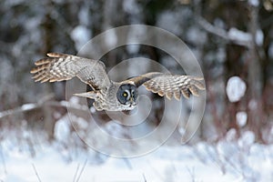 Great Gray Owl flying