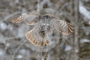 Great Gray Owl flying