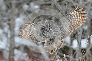 Great Gray Owl flying