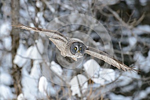 Great Gray Owl flying