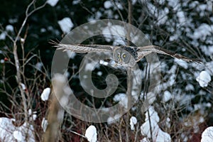 Great Gray Owl flying