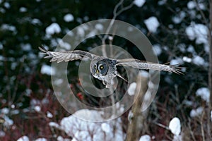 Great Gray Owl flying