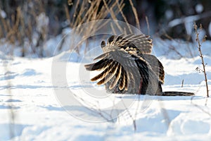 Great Gray Owl flying