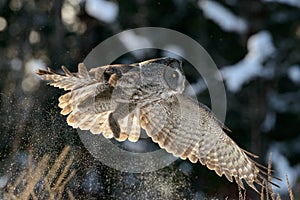 Great Gray Owl flying