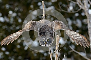 Great Gray Owl flying