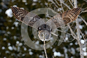 Great Gray Owl flying