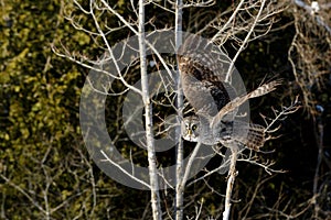 Great Gray Owl flying