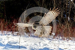 Great Gray Owl flying