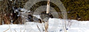 Great Gray Owl flying