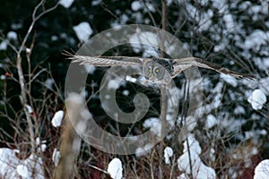 Great Gray Owl flying