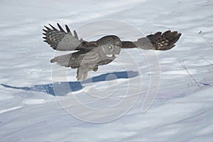 Great gray owl flying over snow,photo art