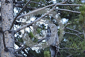 Great gray owl in forest.