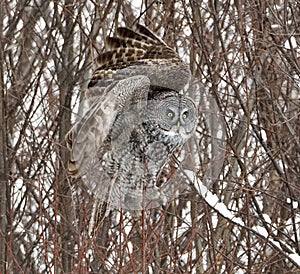 Great Gray Owl Getting Ready For Take Off