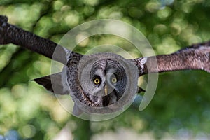 Great Gray Owl or Great Grey Owl Strix nebulosa