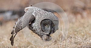 Great Gray Owl Hunting