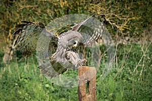 A great gray owl landing