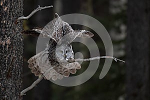 Great Gray Owl landing on a tree Branch