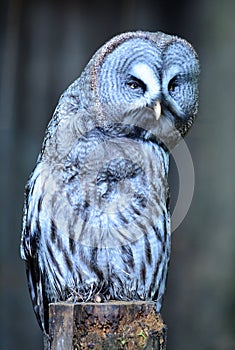 Great Gray Owl leaning right facing camera