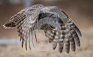 Great Gray Owl img