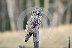 Great Gray Owl Perched