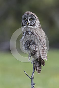 Great Gray Owl Perched