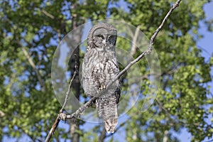 Great Gray Owl Perched